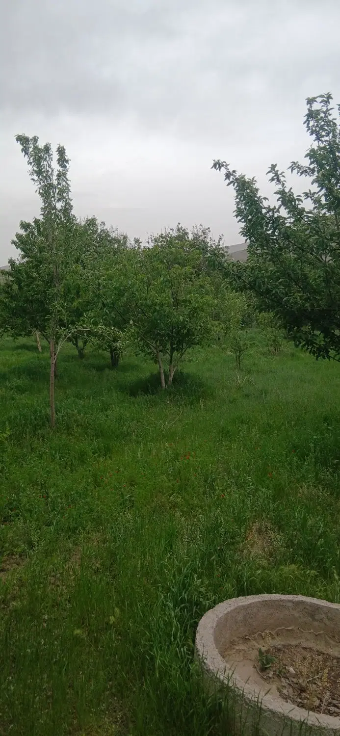 باغ 800 متری شمس آباد