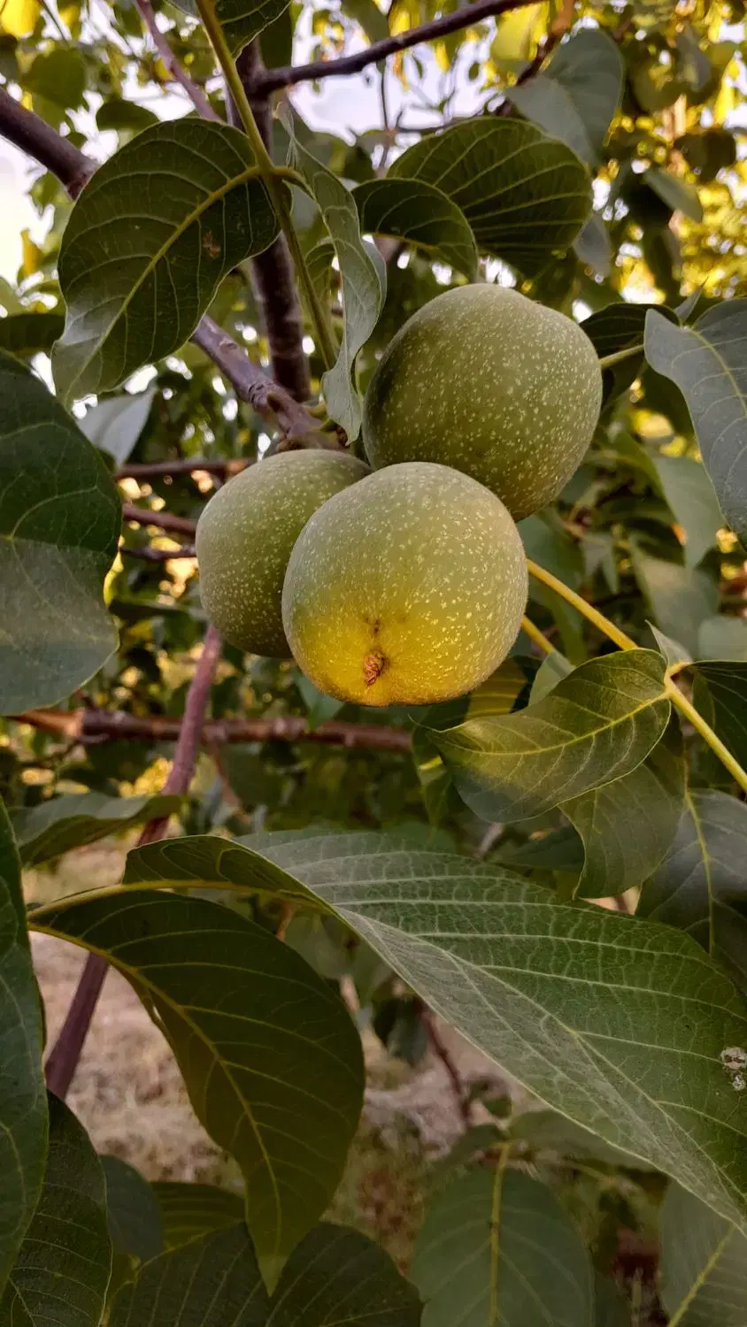 باغ در وهنان