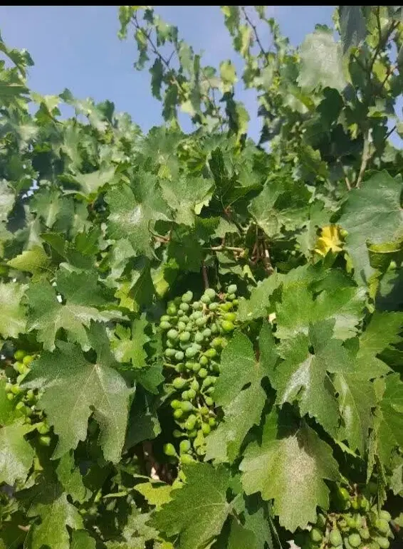 فروش باغ انگور