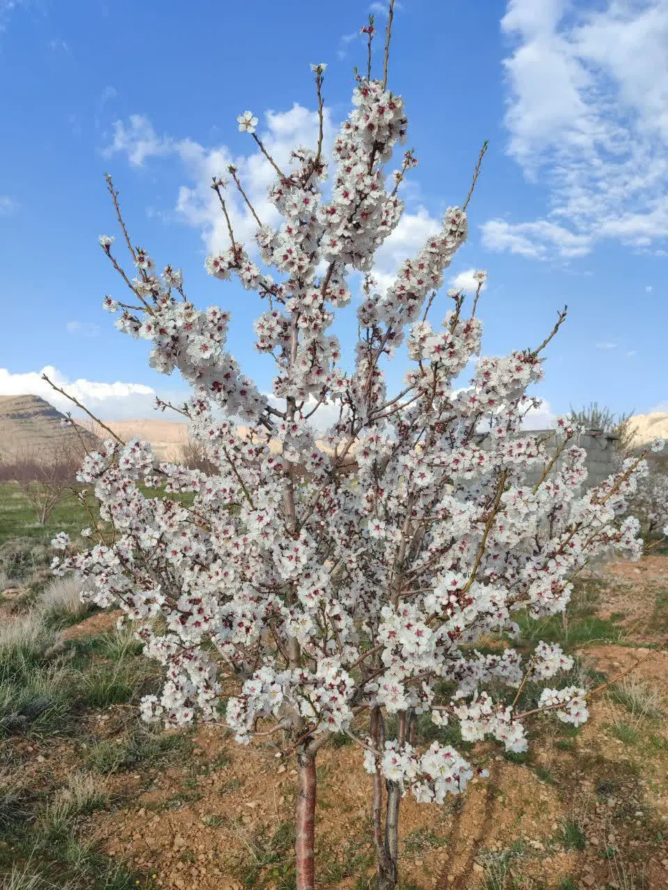 باغ بادام دیم نه جریبی