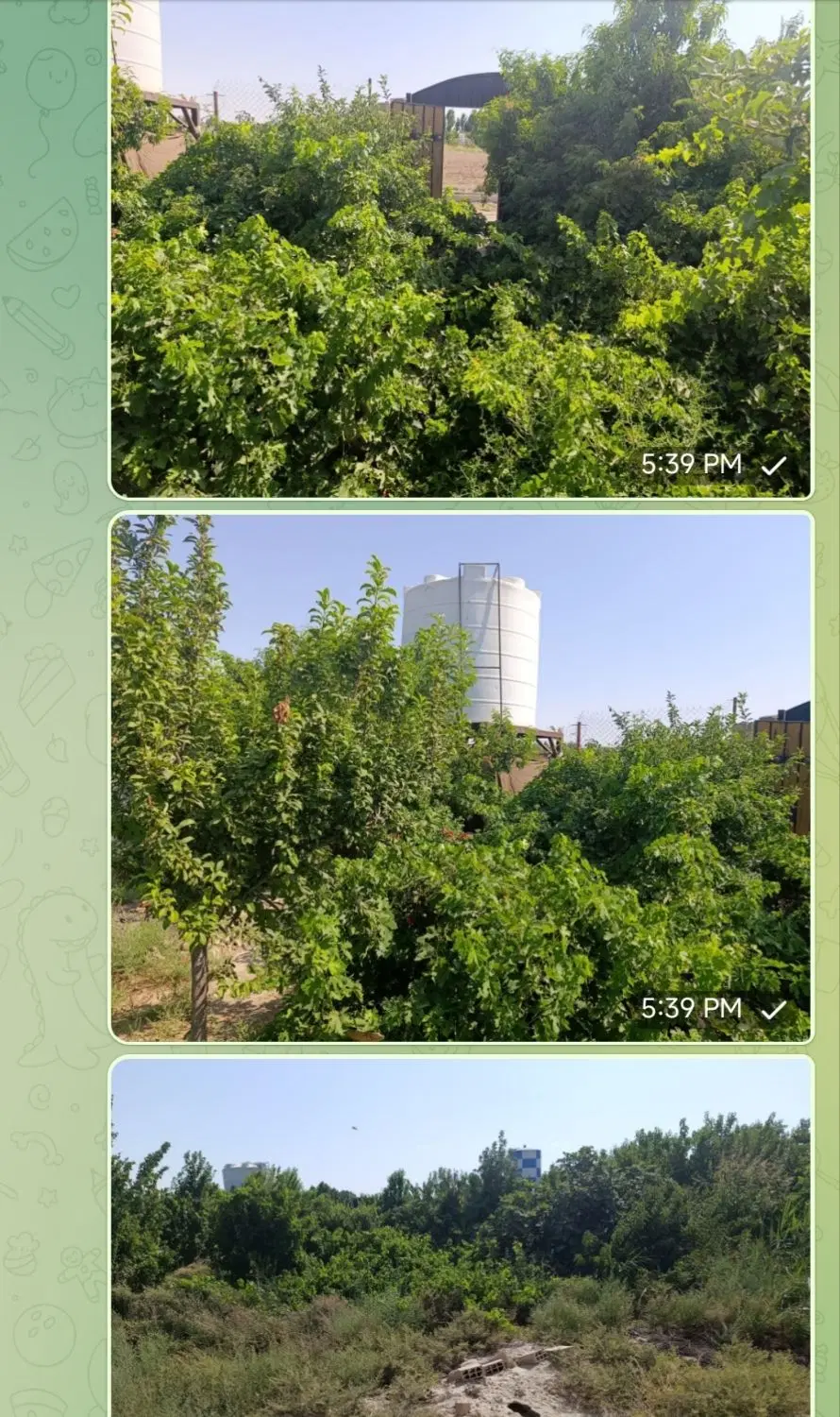 فروش باغ ۵۰۰متری در شتر خوار