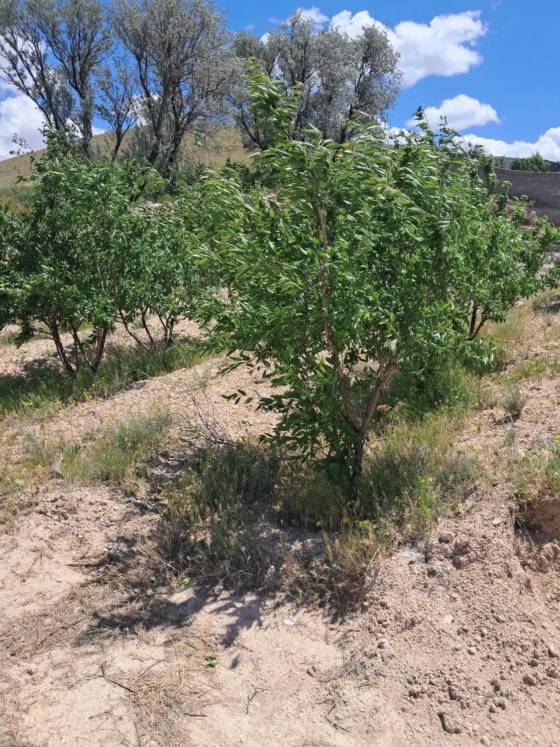 ۳۴۲ متر زمین ویلایی در اسفهلان ،ینگی کند ،لاهیجان