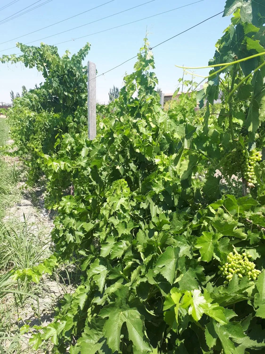 باغ در بر آسفالت