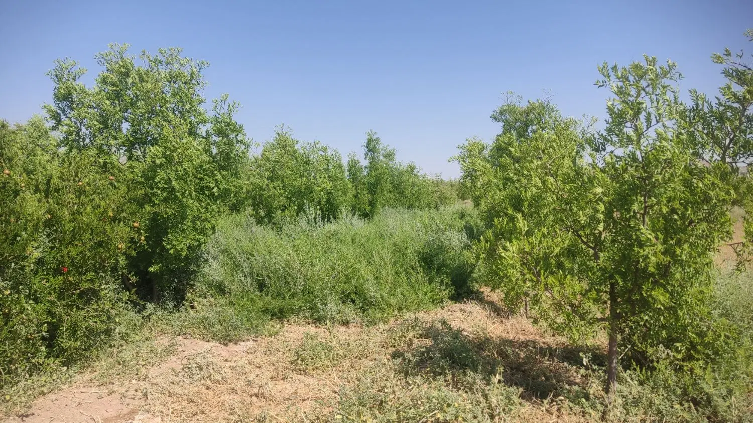 فروش یا معاوضه باغ تقاب