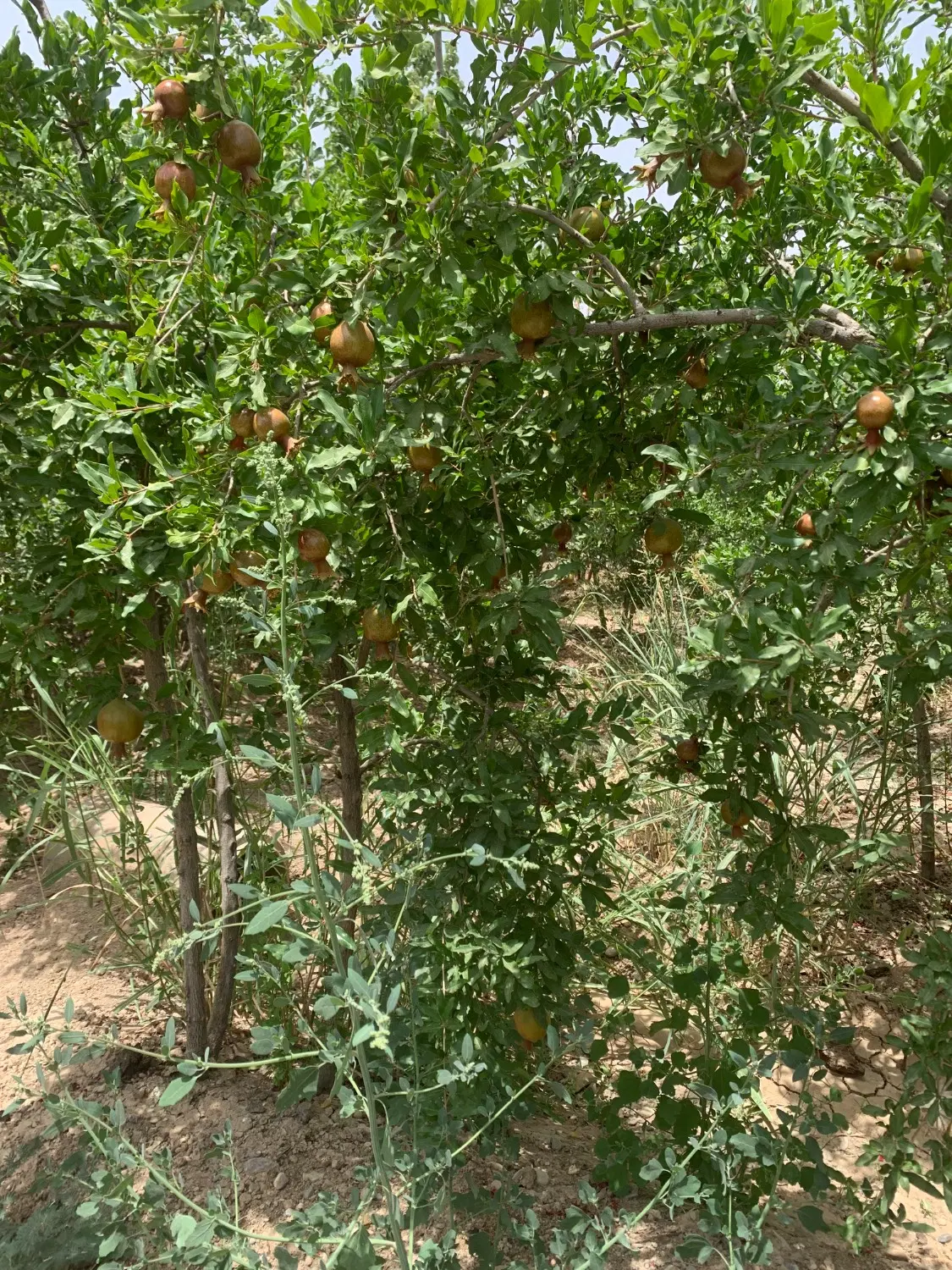 باغچه 740 متری انار &،ساوه محمود آباد