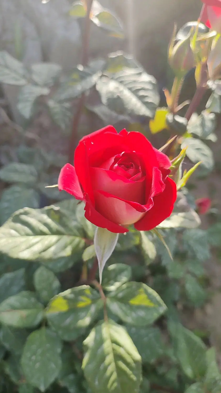 باغ ۵۰۰ متری