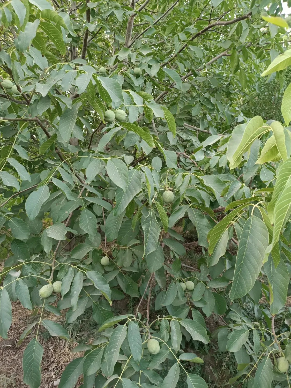 باغ روستای دیزیجان