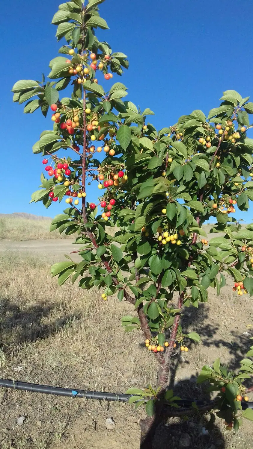 باغ وزمین کشاورزی