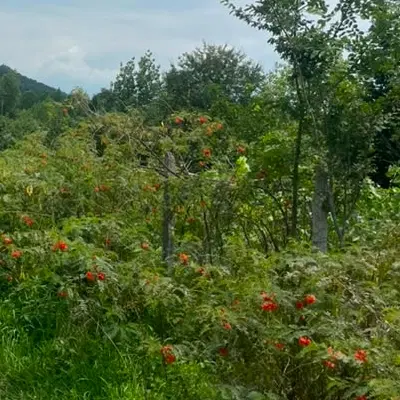 دستخط محله چماچا ۳۰۰متر باغی