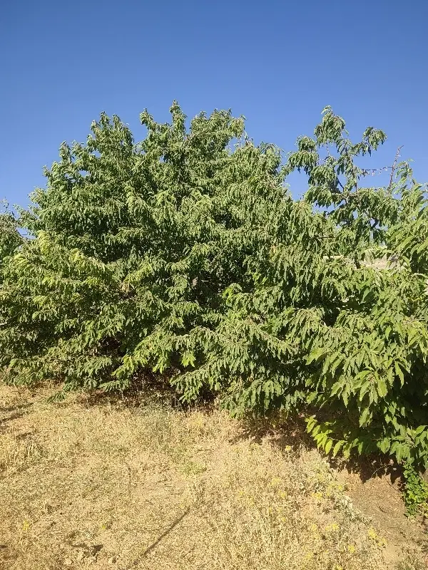 باغ یکانه ، باغستان های ارم