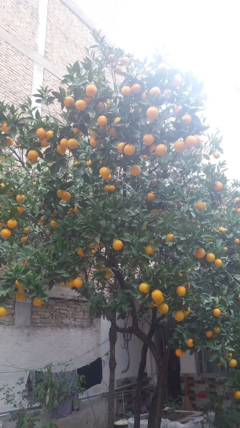 خانه ویلایی کلنگی