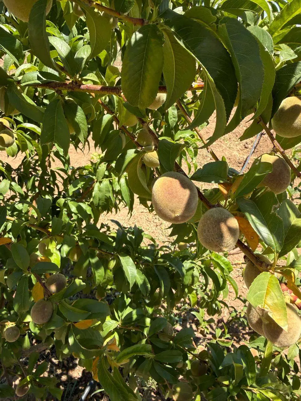 2500مترباغ ویلا سند دارتاکستان