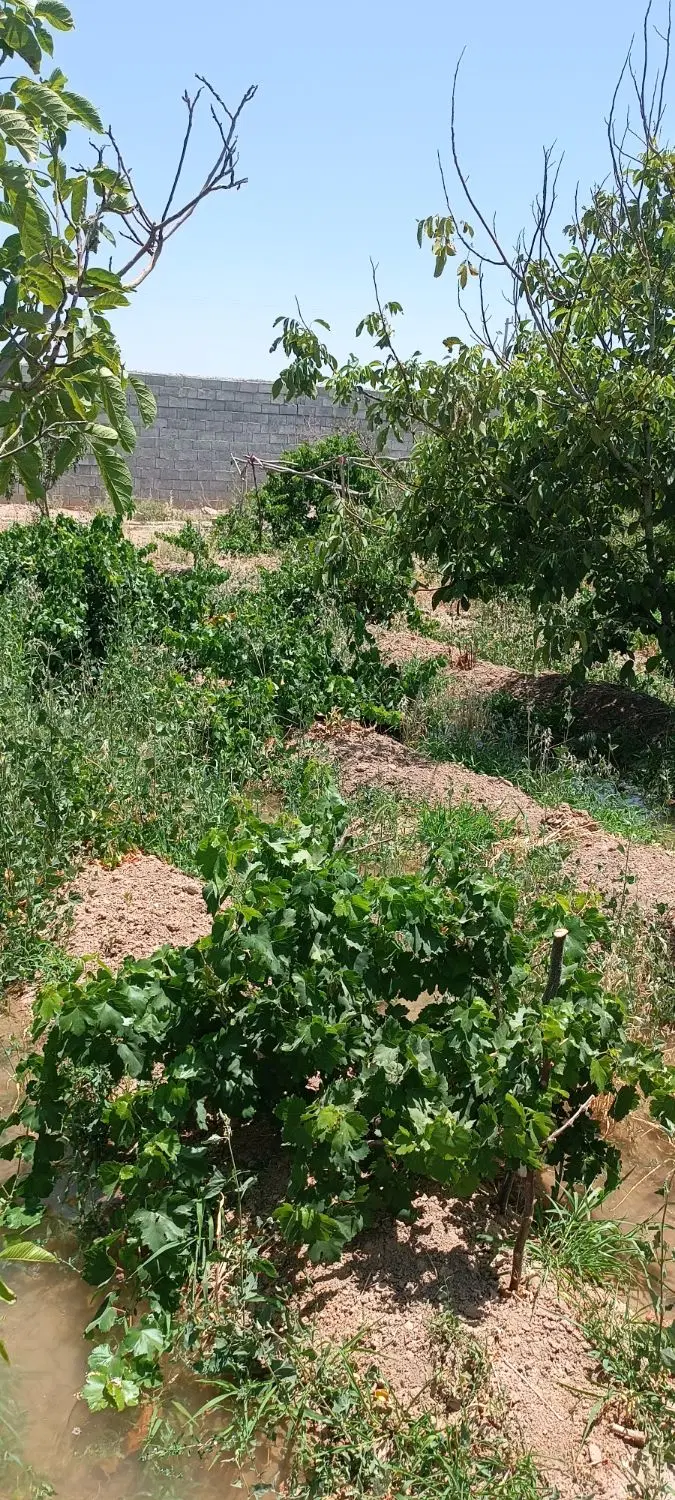فروش باغ با انواع درخت
