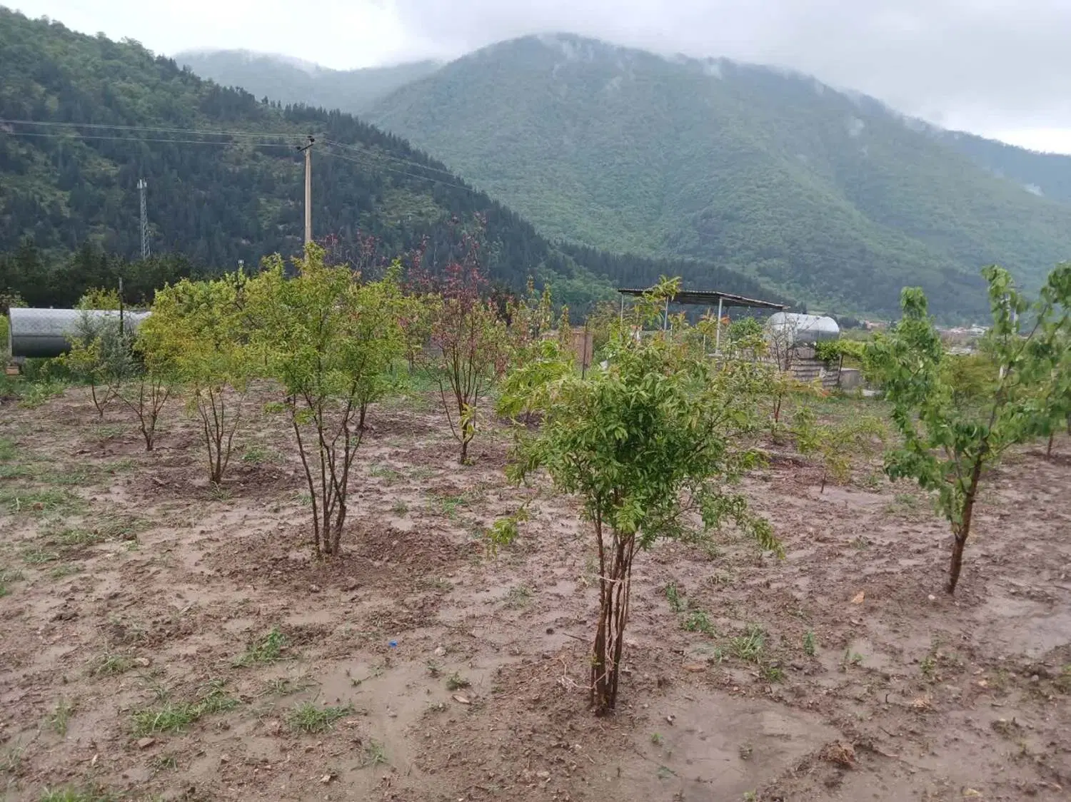 باغ فروشی با درختای مثمر