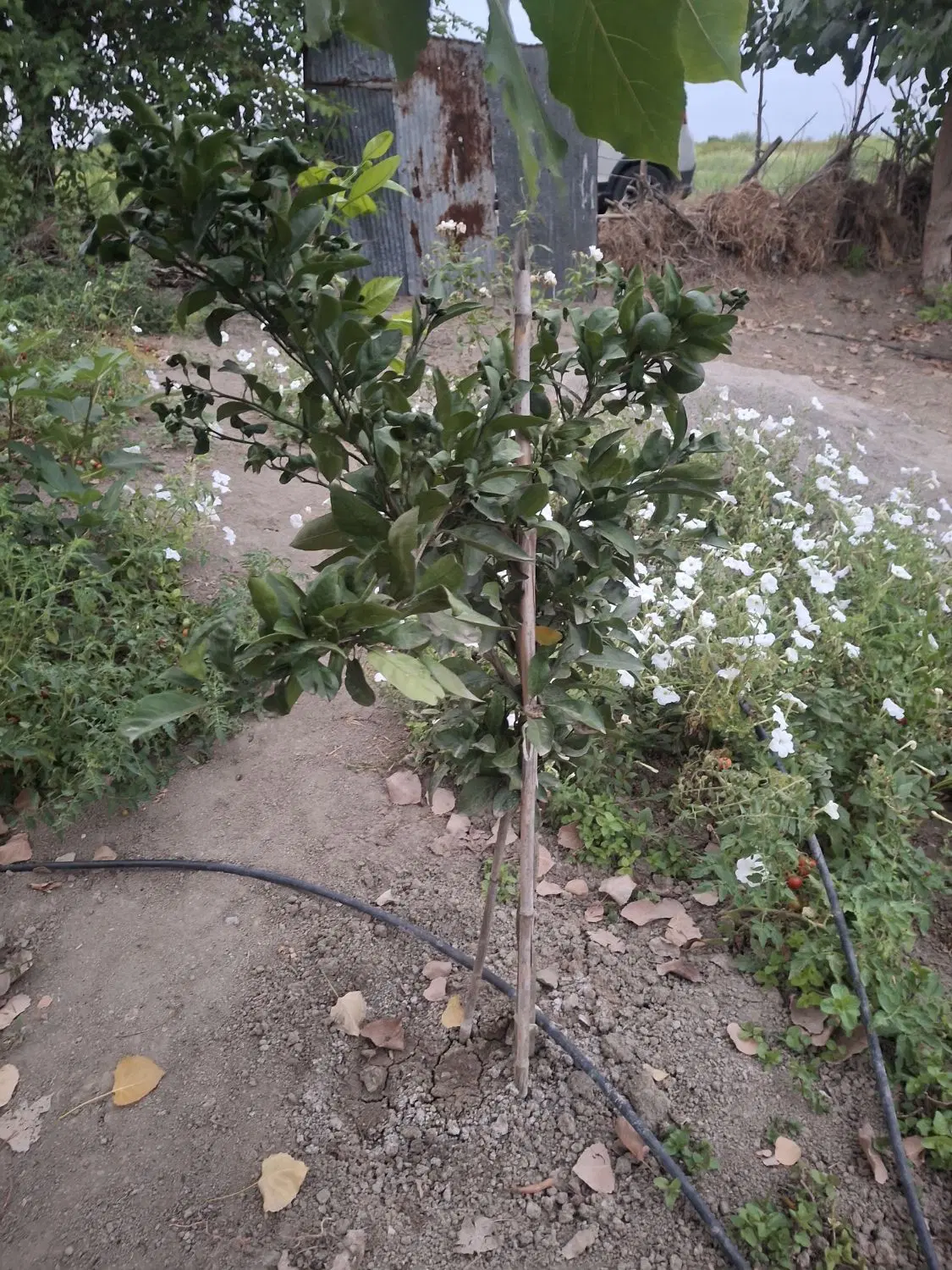 فروش باغ