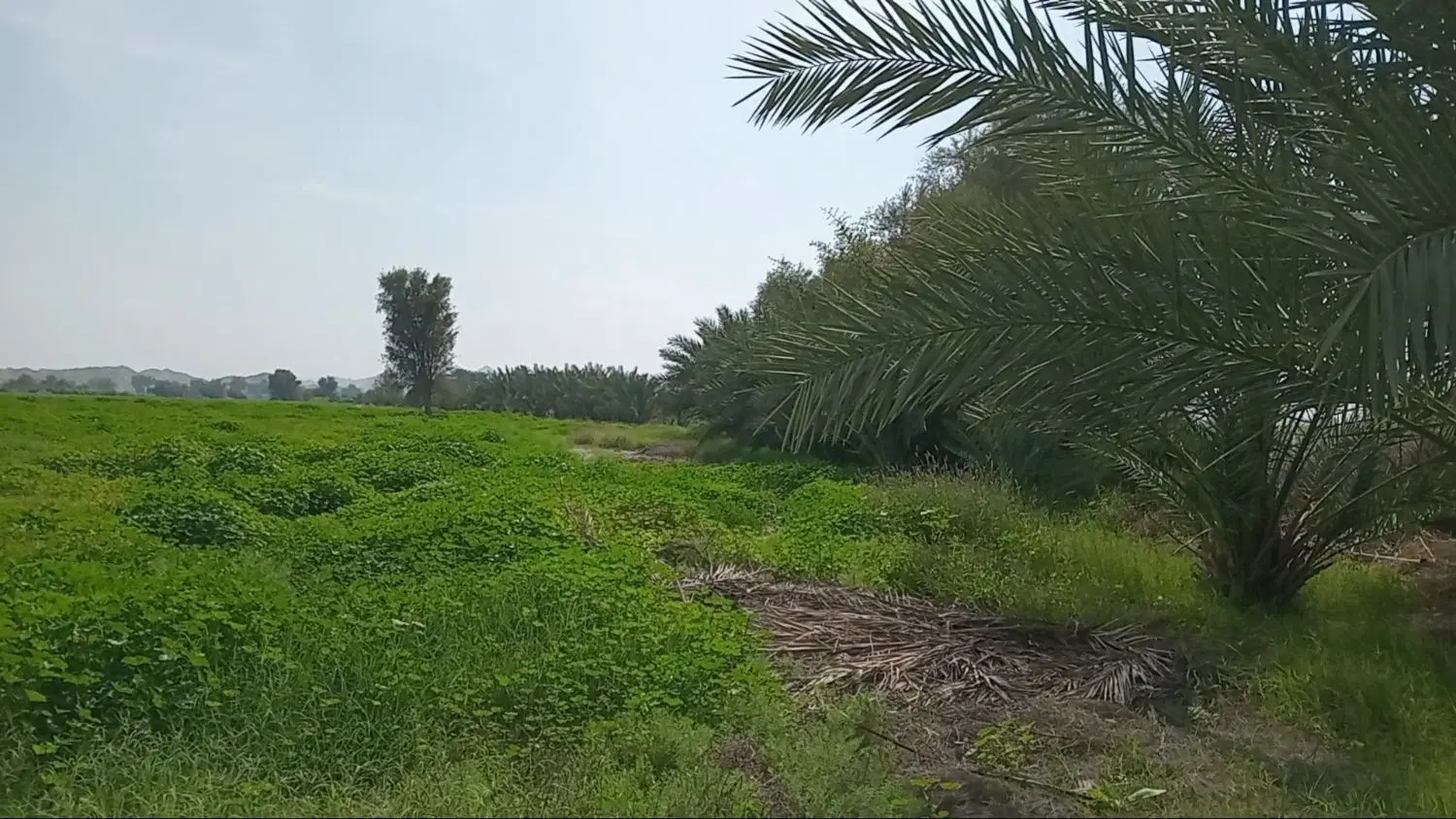 اجاره زمین کشاورزی