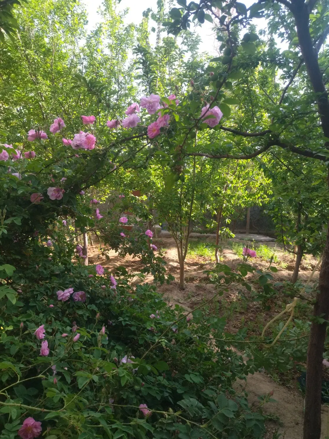 اجاره خانه باغ سانیج