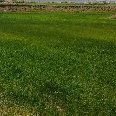 زمین دشتروم