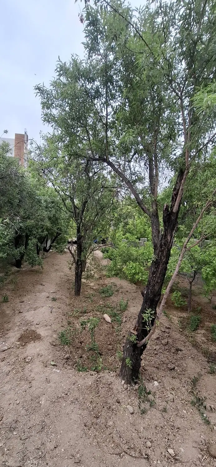 باغ نیمه ساز مزرعه آخوند