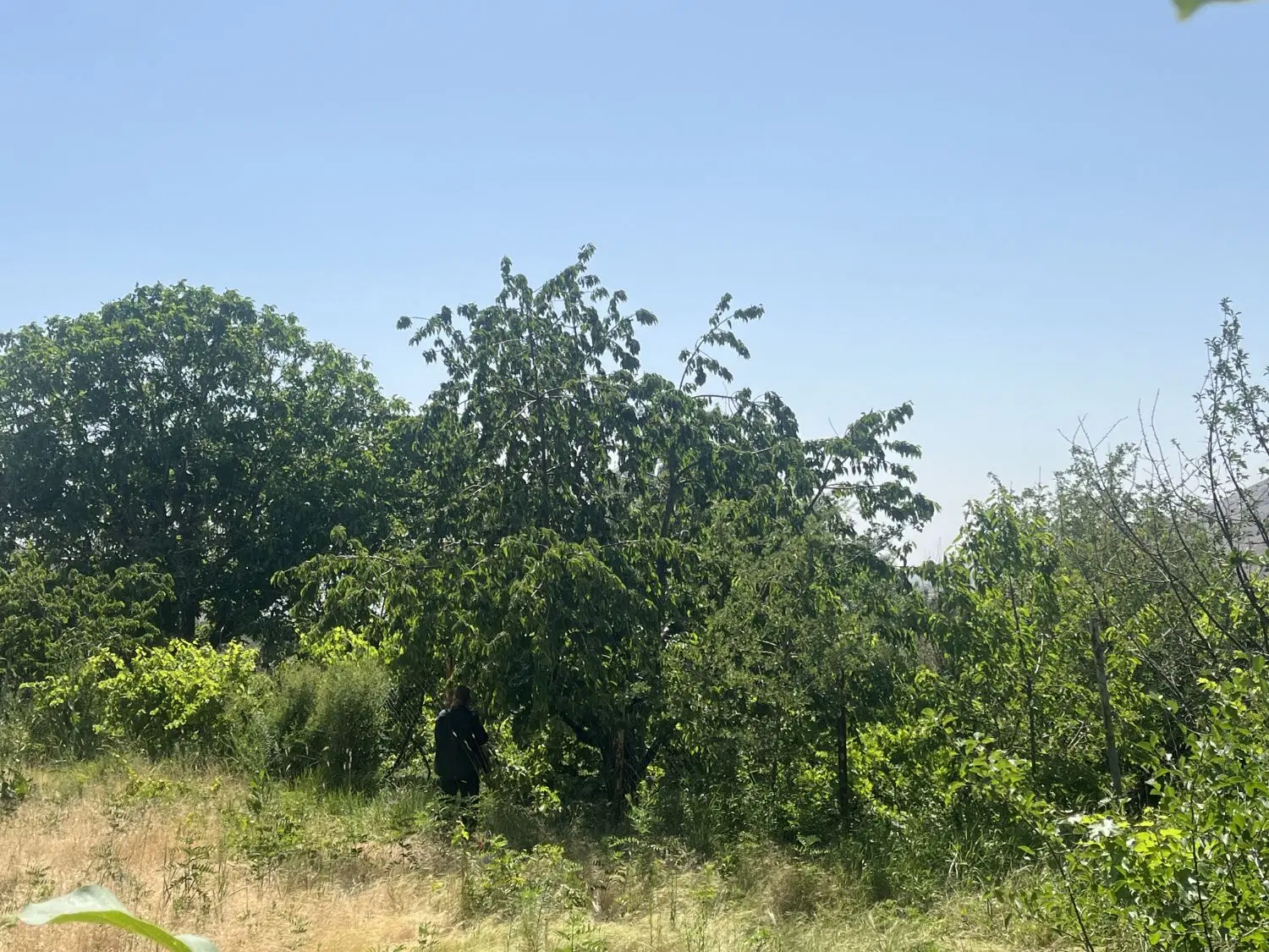 باغ میوه صمغ آباد