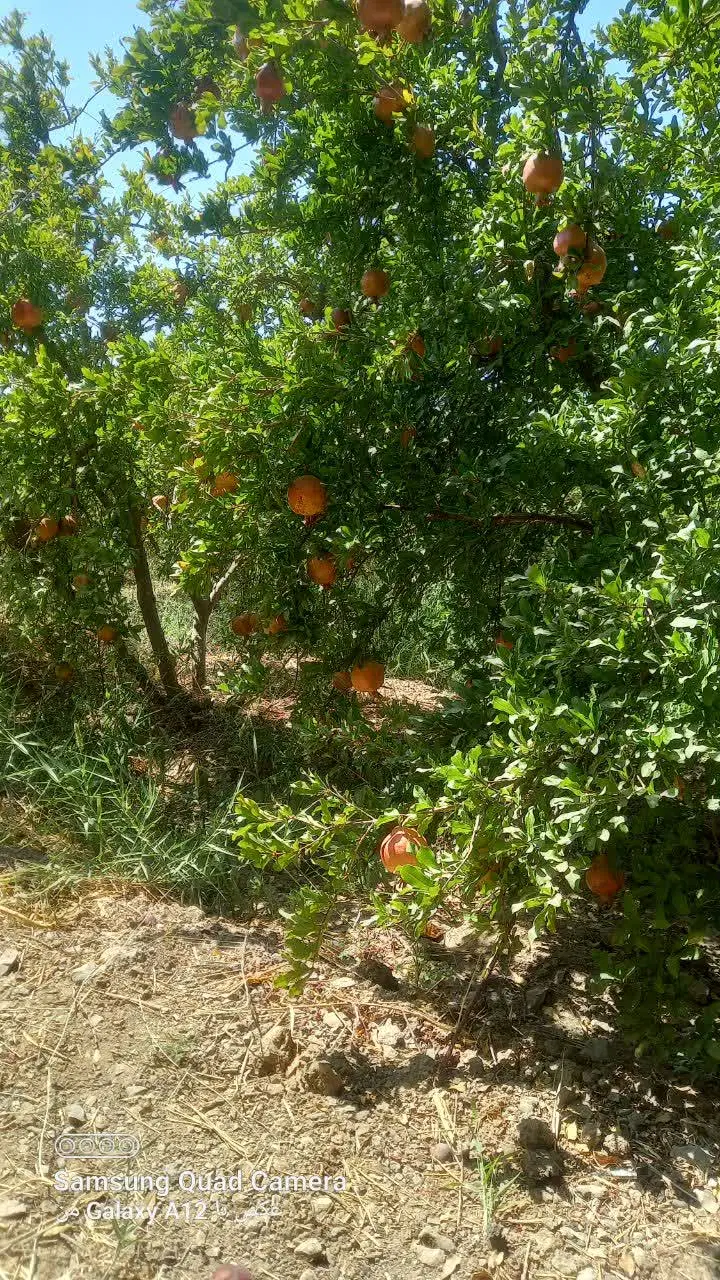 باغ انار ساوه
