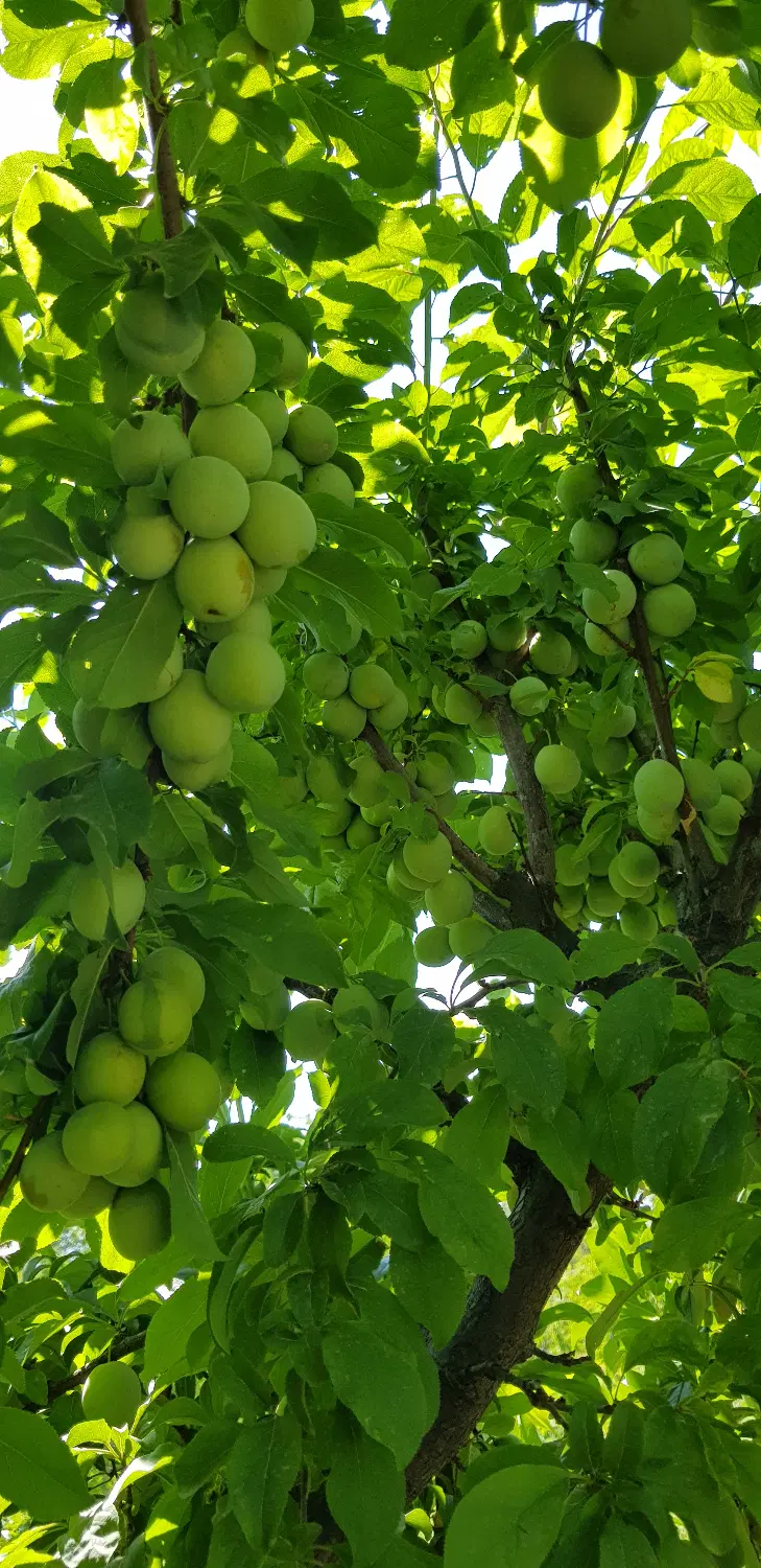 باغ صداقه کوی ستارخان 2500 متر