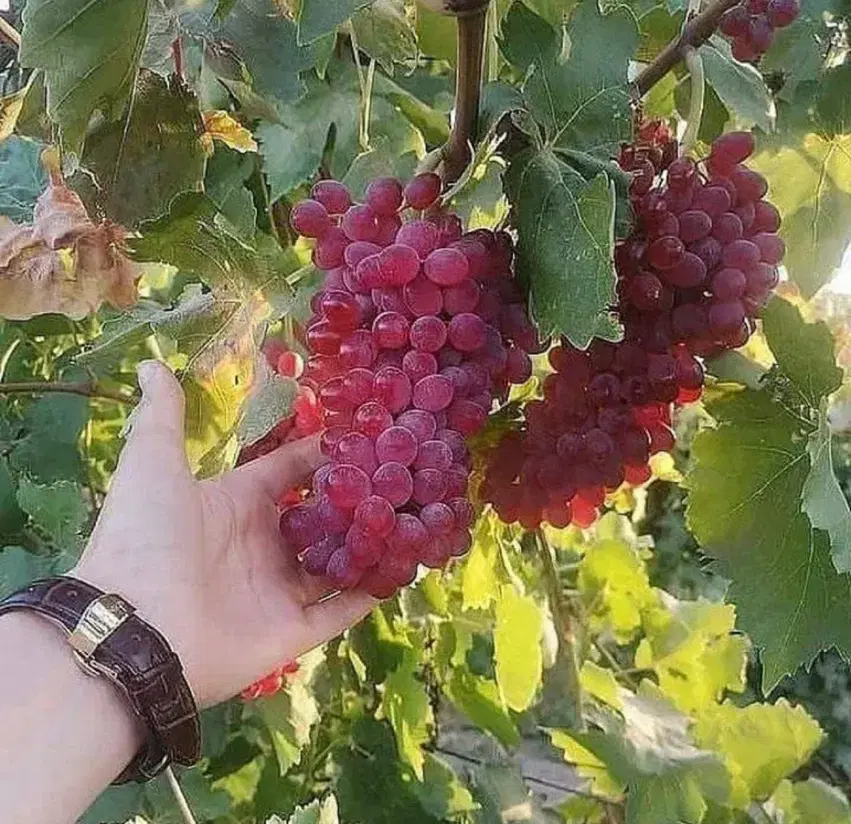فروش باغ جاده چی چست