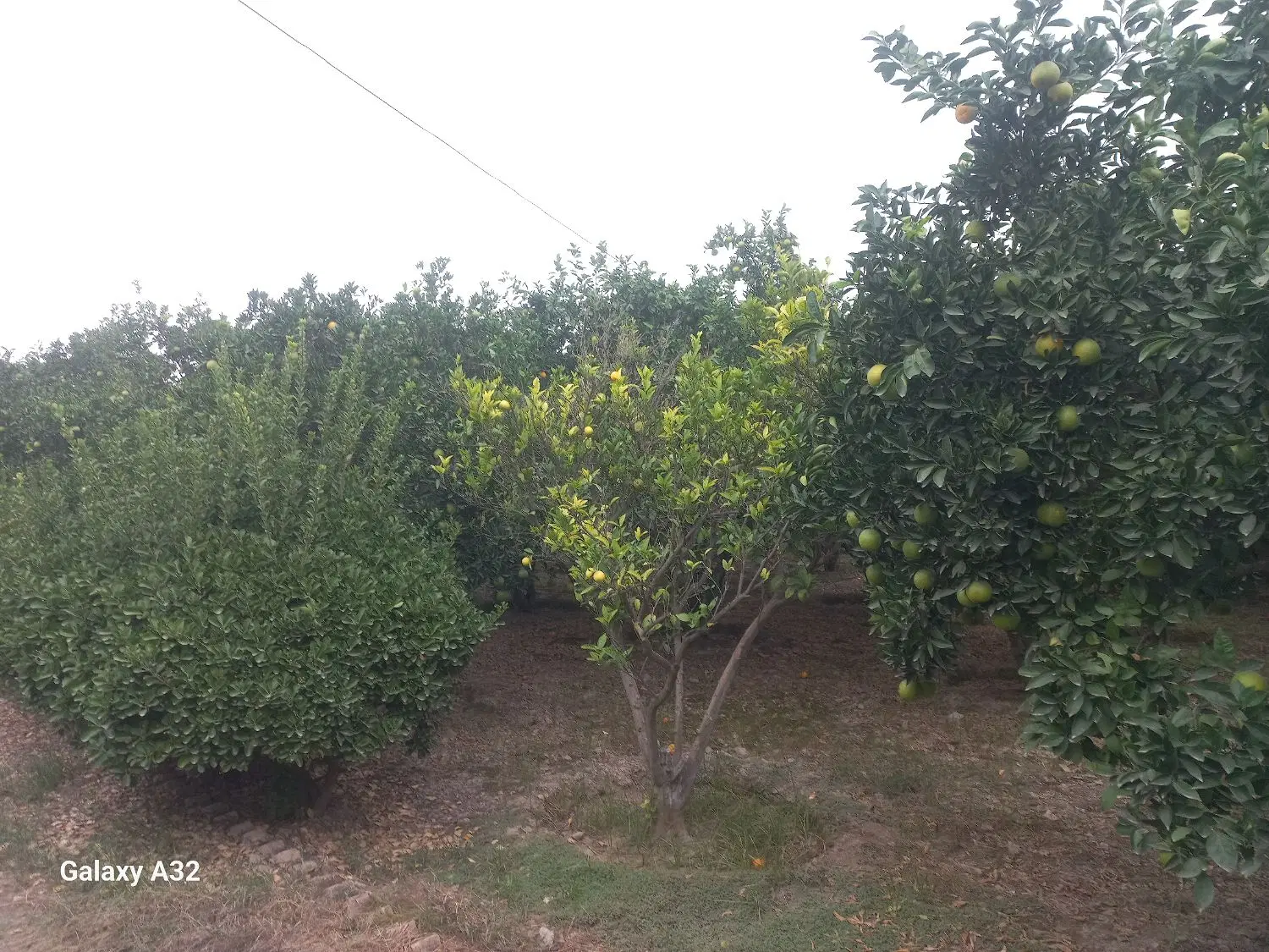 باغ ویلا و دامداری