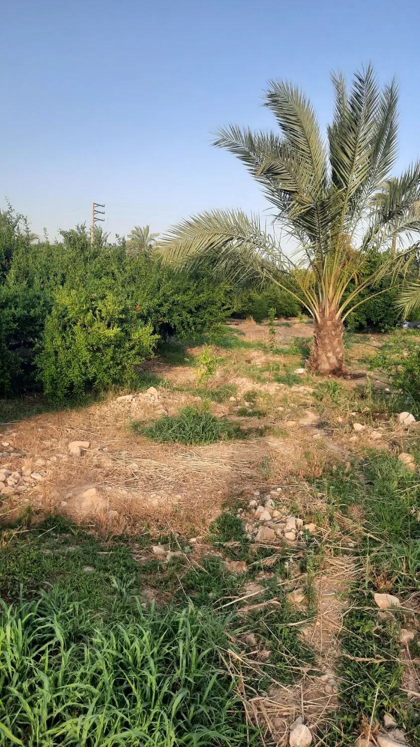 فروش باغشهری واقع واقع در روستای دریس