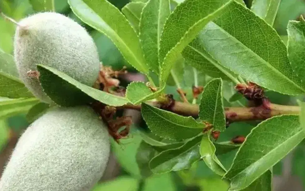فروش باغ