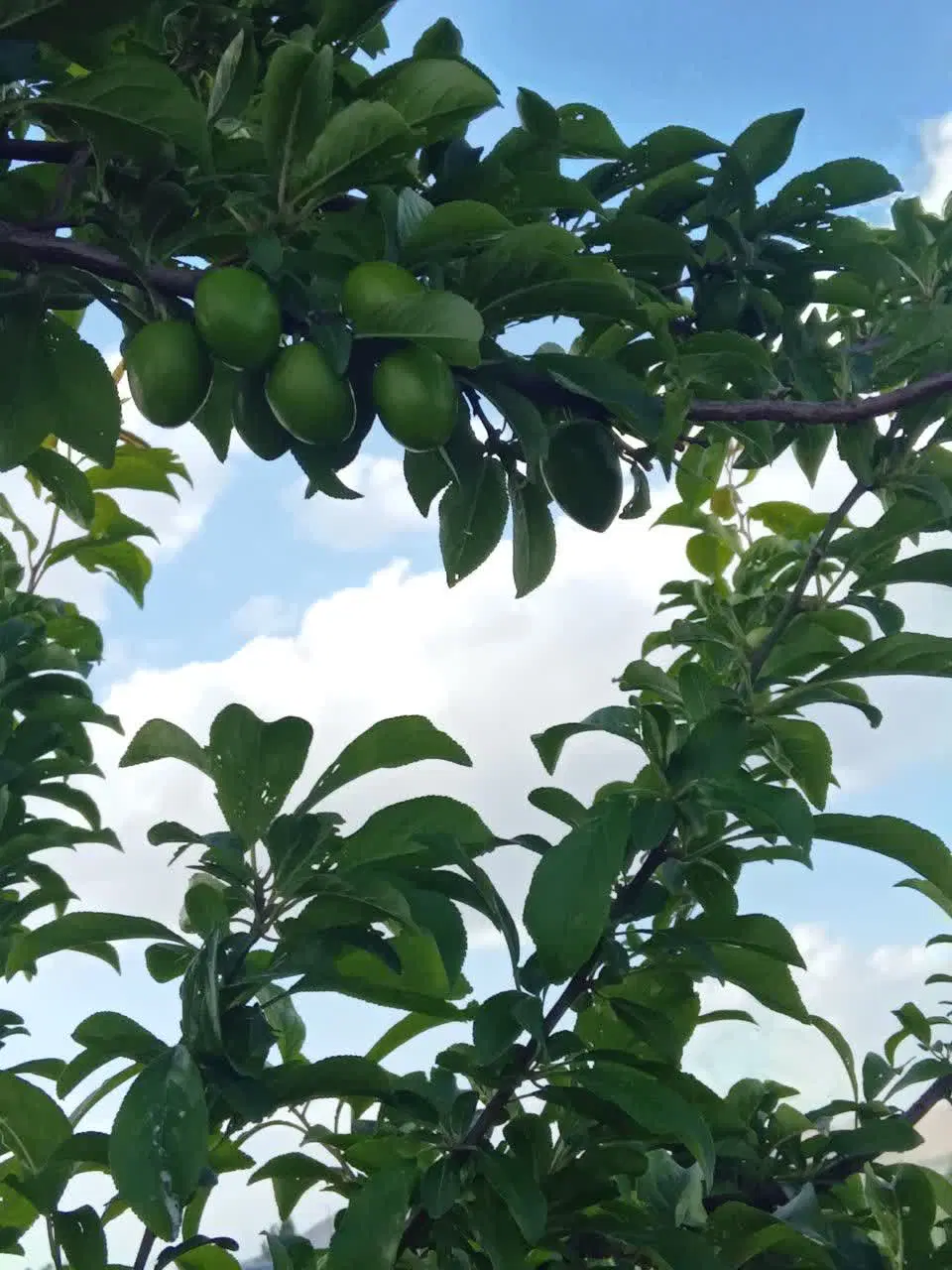 فروش باغ ماهیدشت
