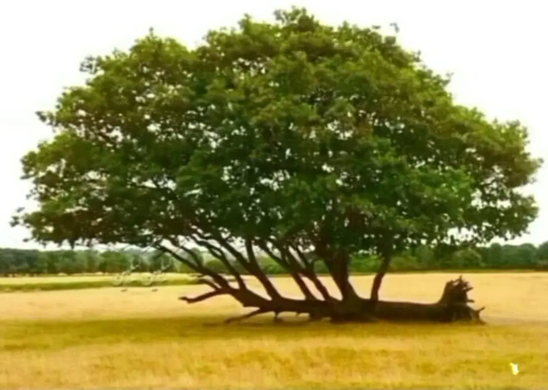 باغ