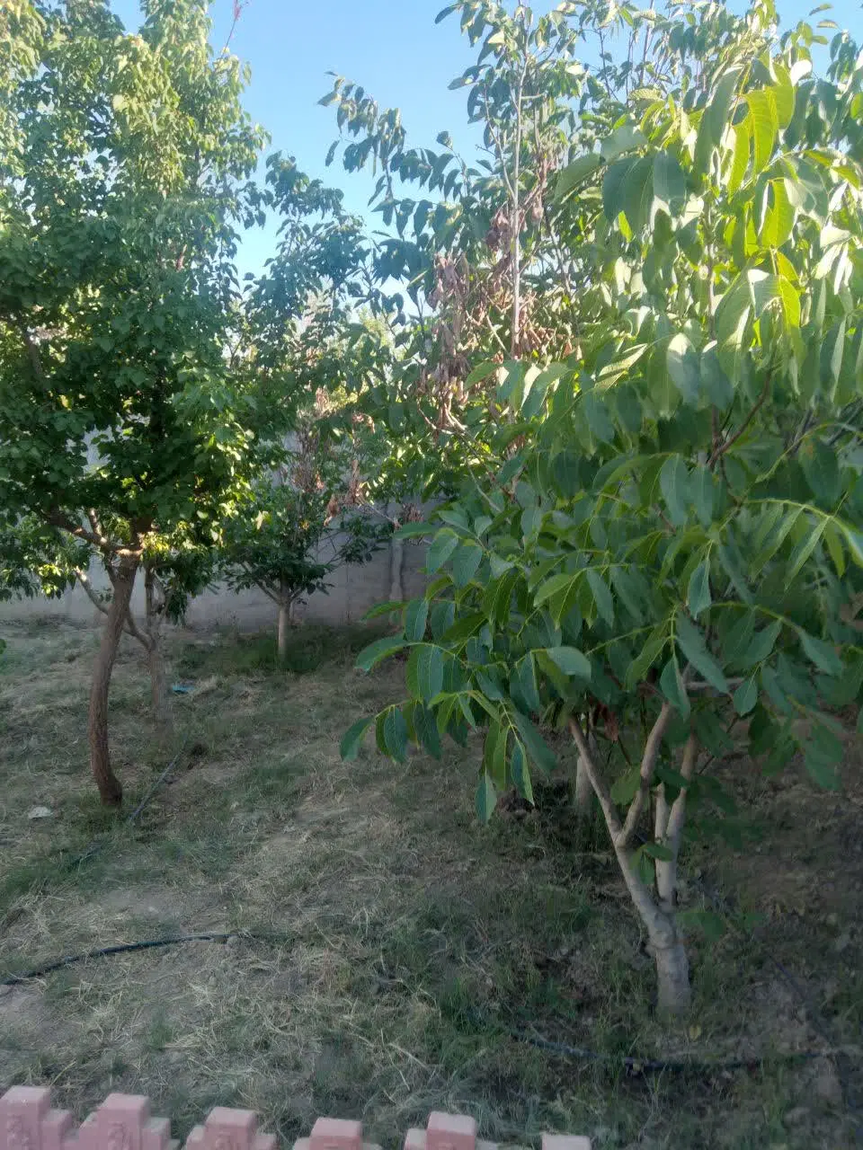باغچه ۳۰۰ متری در کلاته