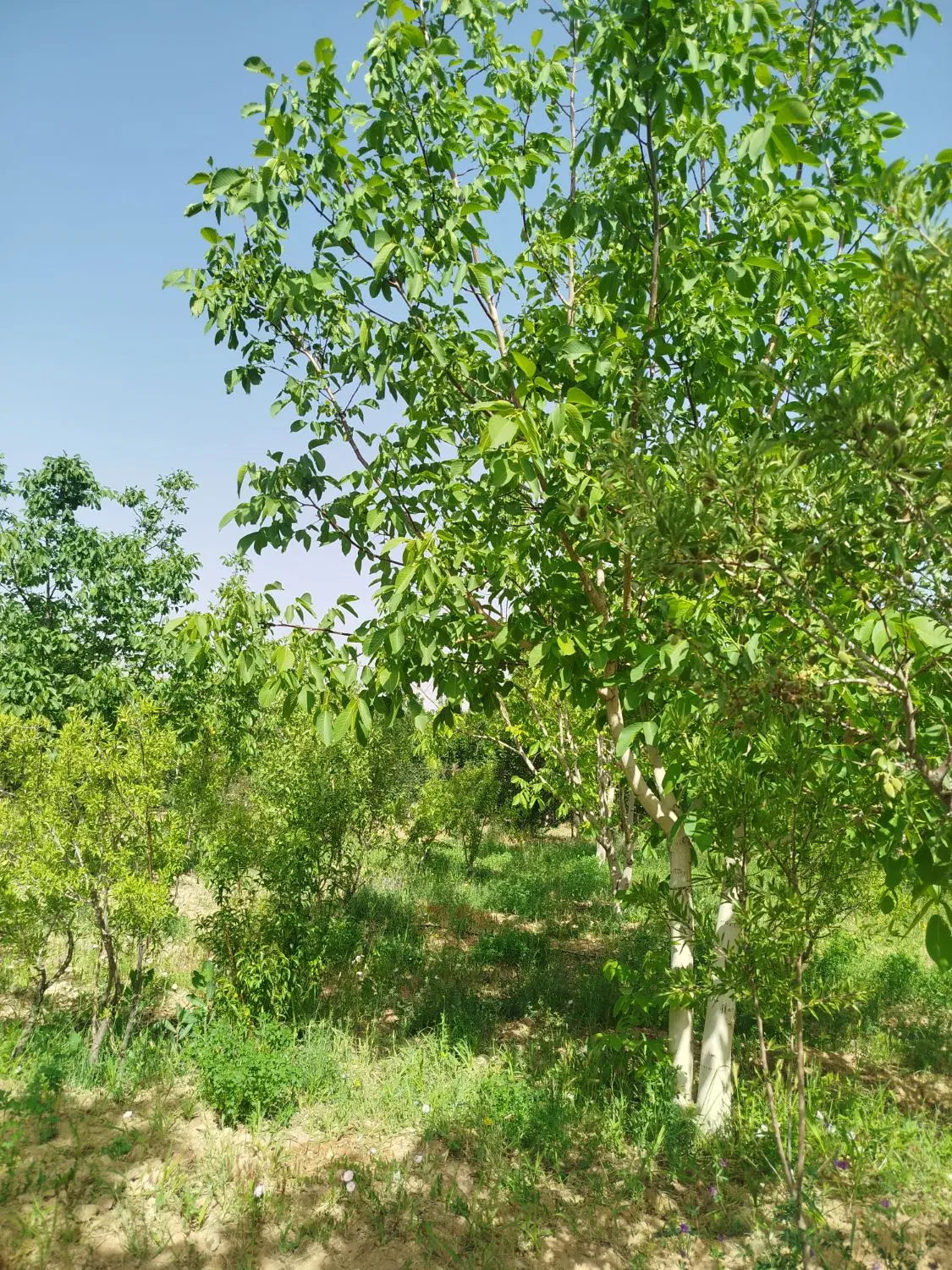 فروش زمین کشاورزی