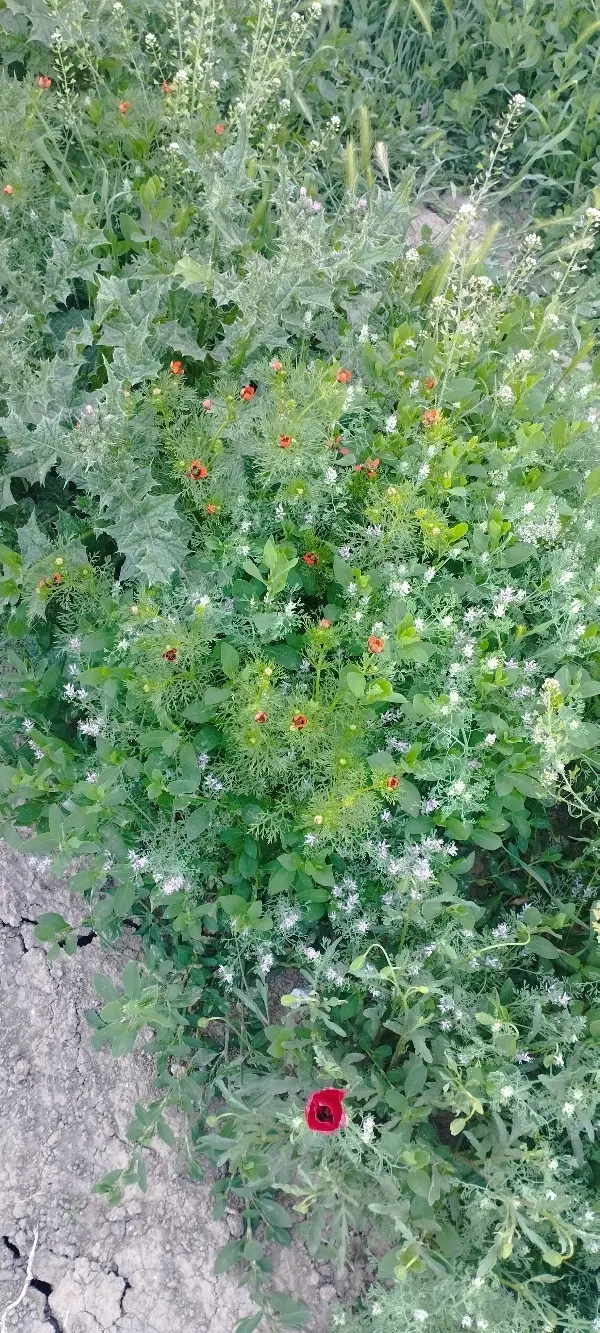 اجاره و فروش زمین کشاورزی