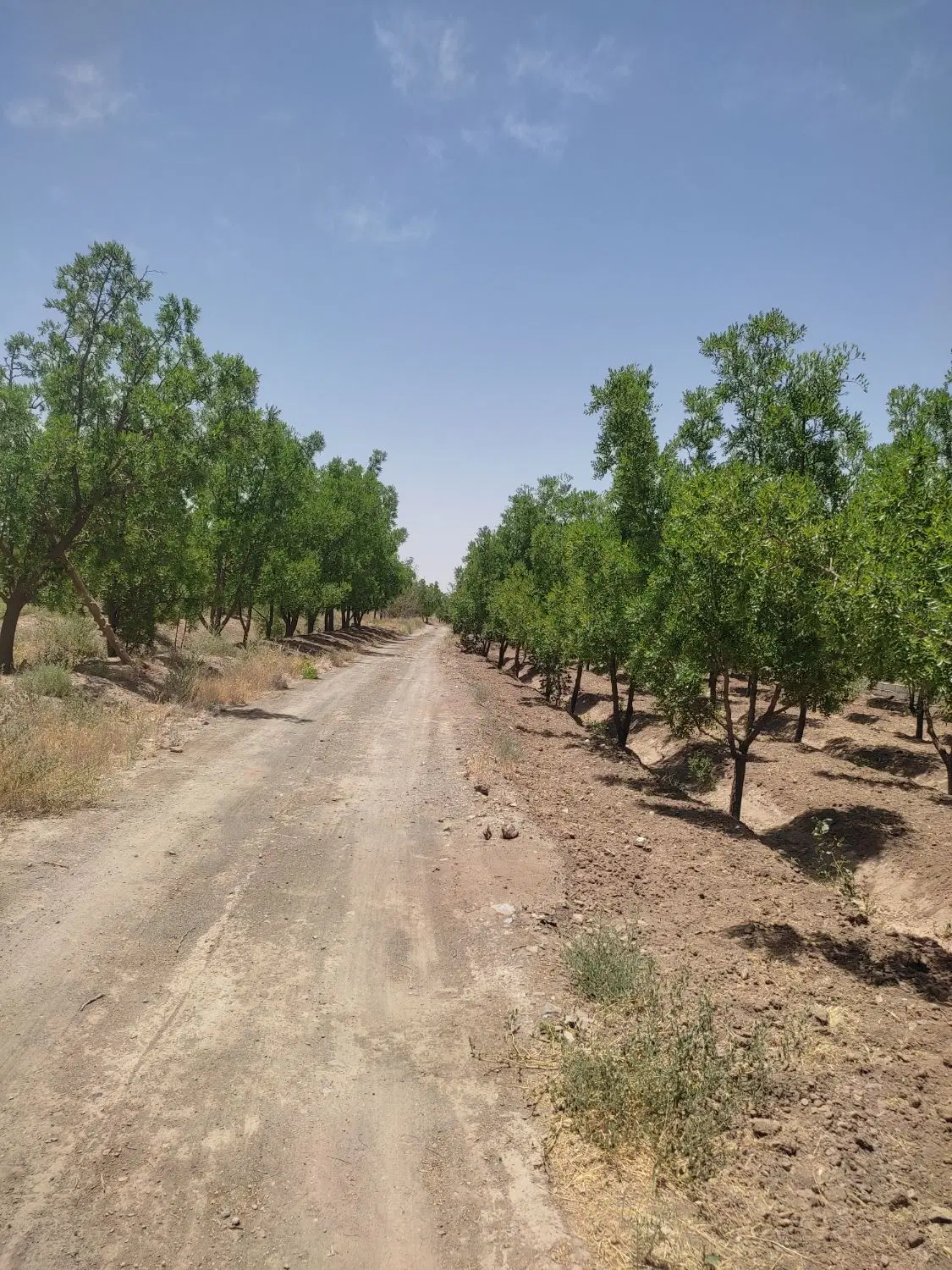 زمین کشاورزی چاه حسن پور