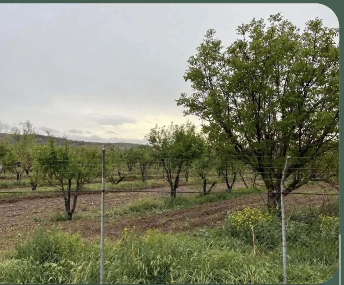 باغستان زنجانرود فاصله در دو قدمی شهر
