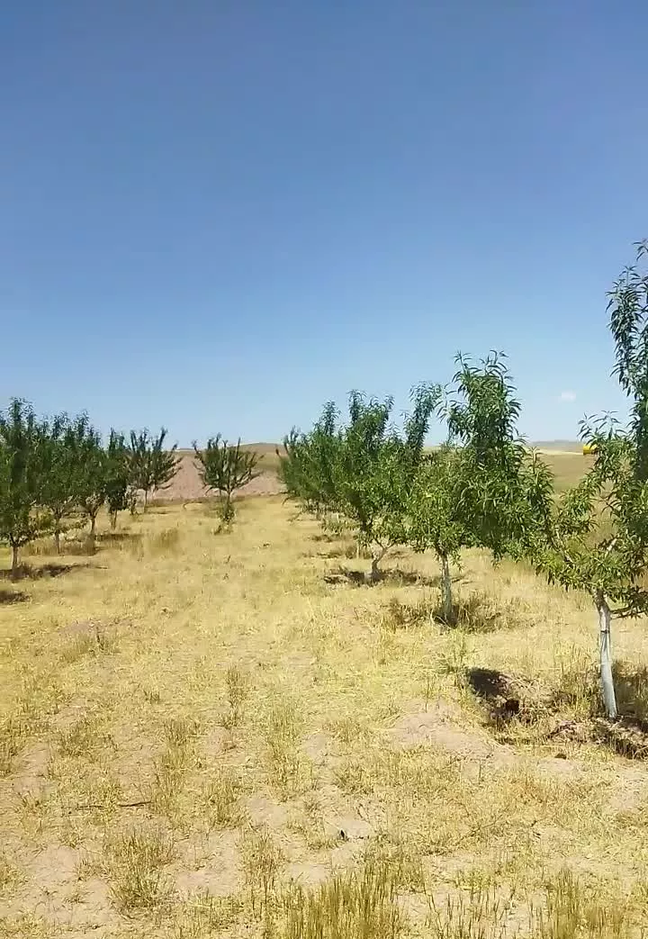 باغ میوه سند منگوله دار قابل ساخت کلبه باغی