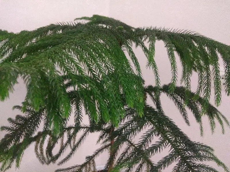 مجتمع نگین اروند دوخوابه