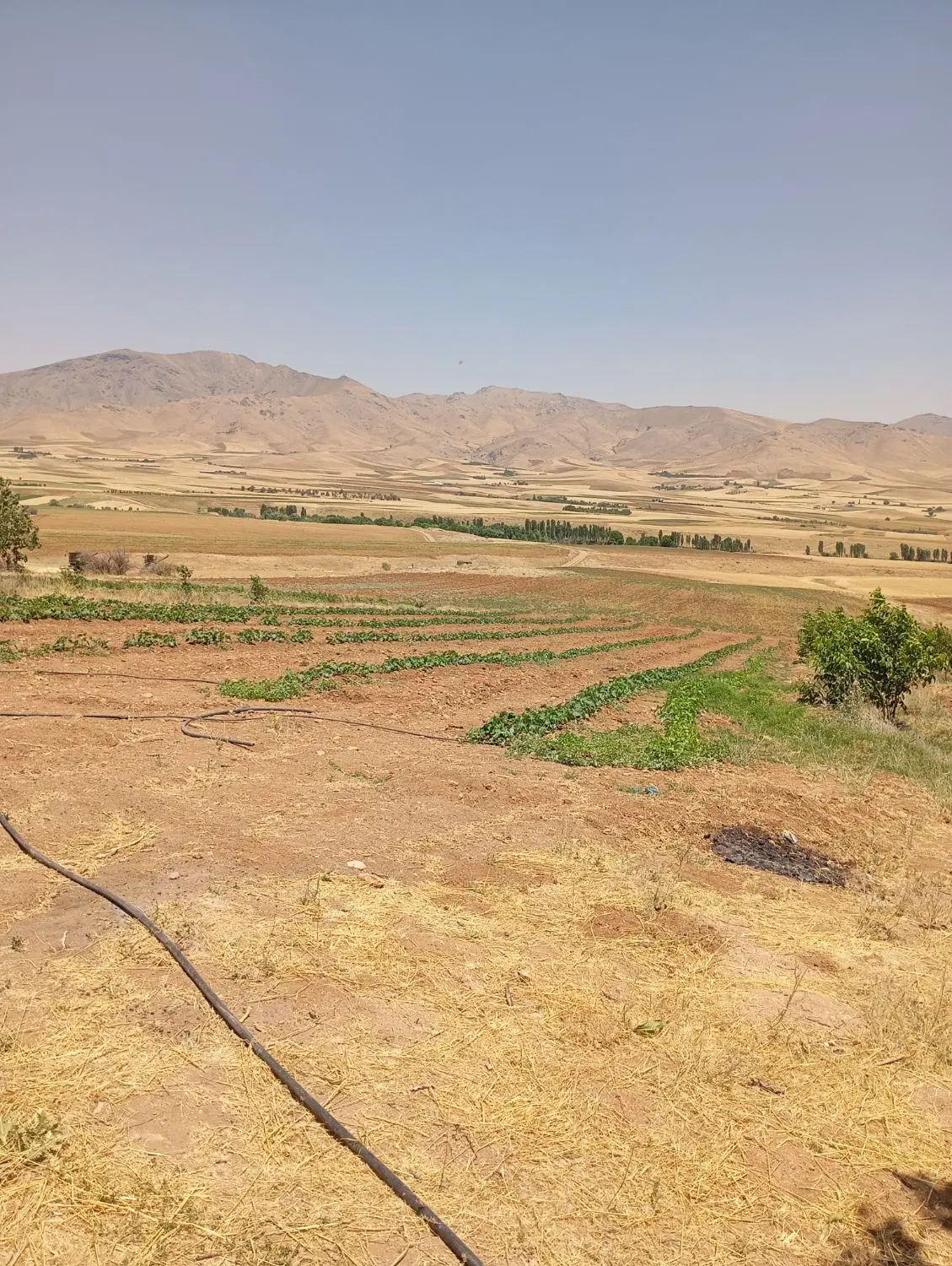 زمین کشاورزی