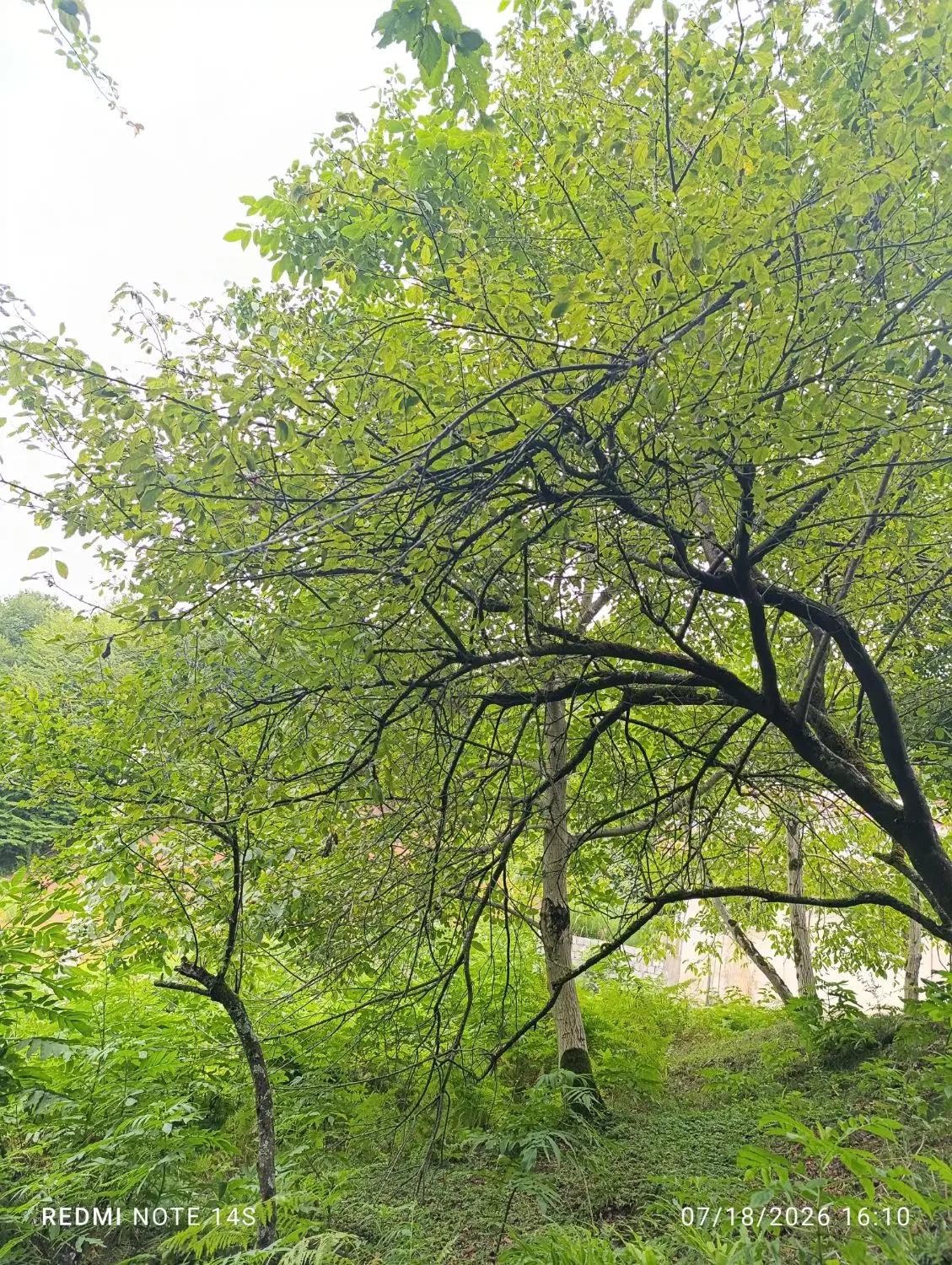 ۲۶۰ متر زمین مسکونی روستای موشنگاه