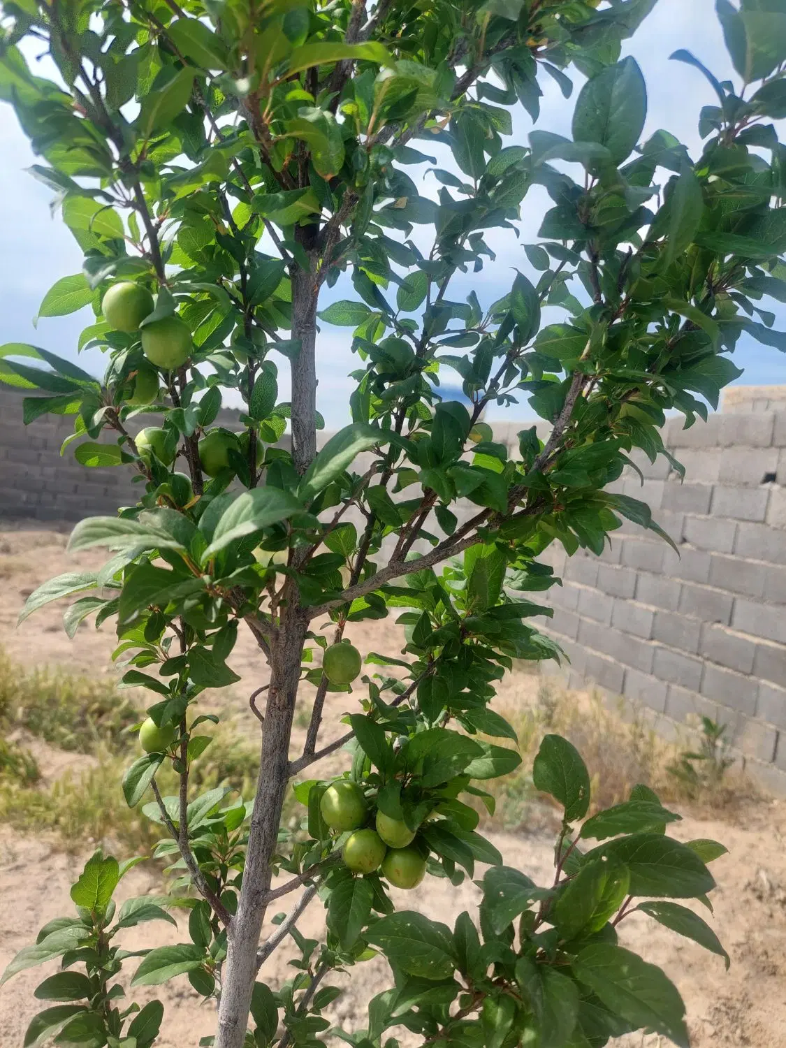 باغچه ۲۸۰ متری حصارمهتر