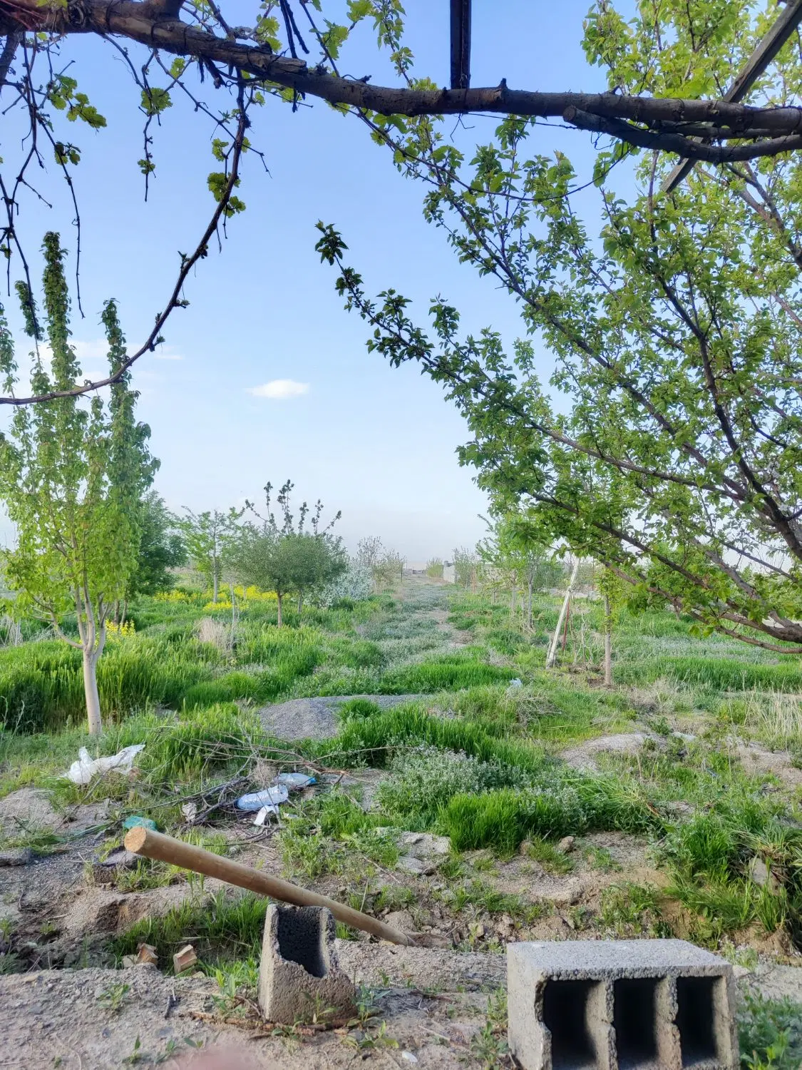 زمین باغ.