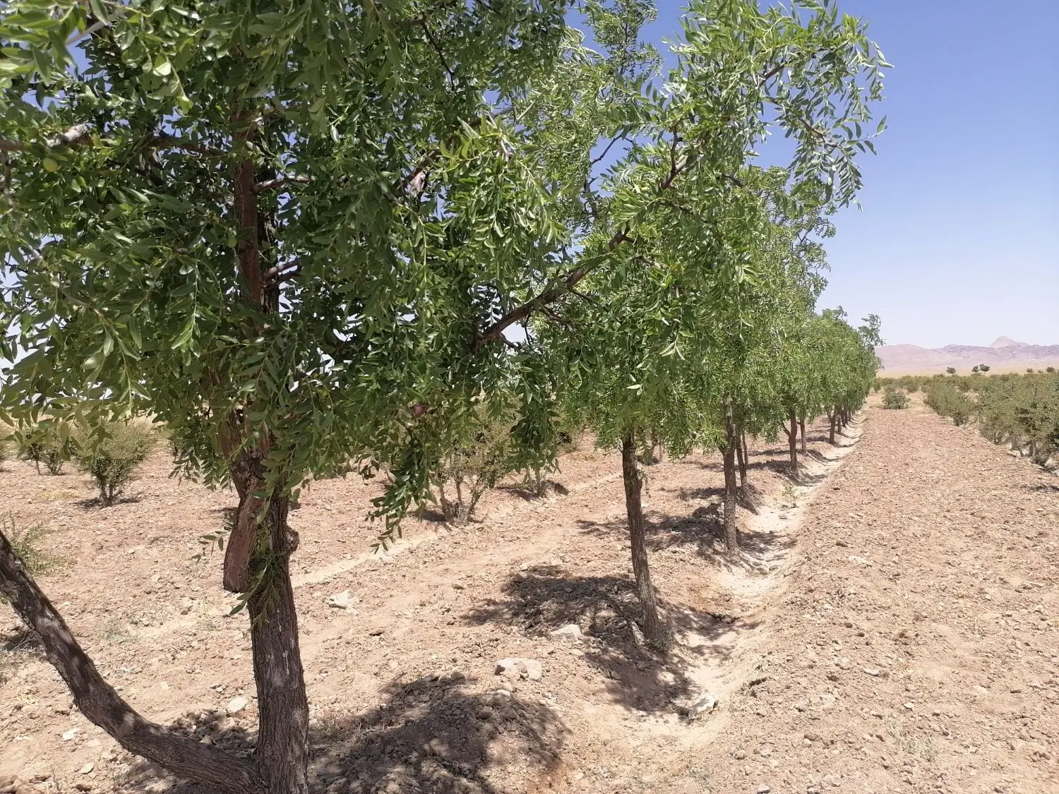 3 ساعت و 30 دقیقه آب از چاه براتی به همراه باغ