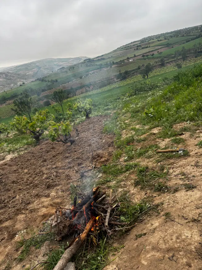 باغ‌‌‌انگور‌ بامتراژ‌‌ عالی