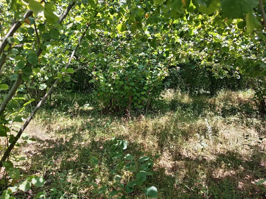 فروش زمین