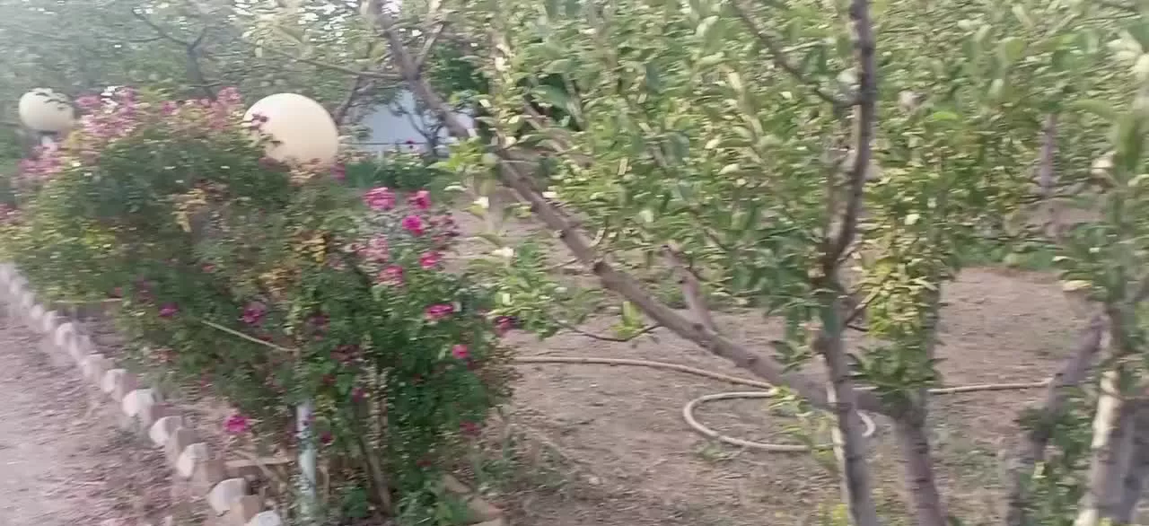 باغ شهر فرهنگیان گل نرگس ۱