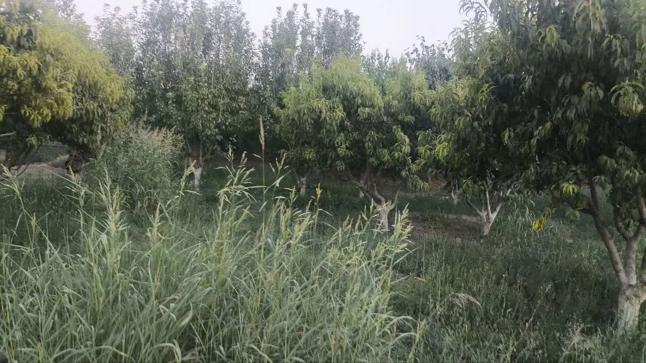 فروش باغ آماده اقساطی_بهترین سرمایه گذاری