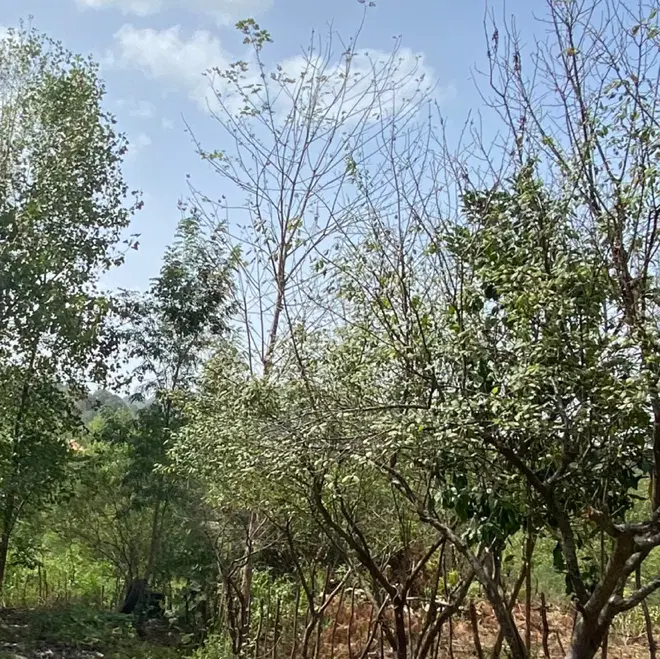 فروش زمین باغی_گمل