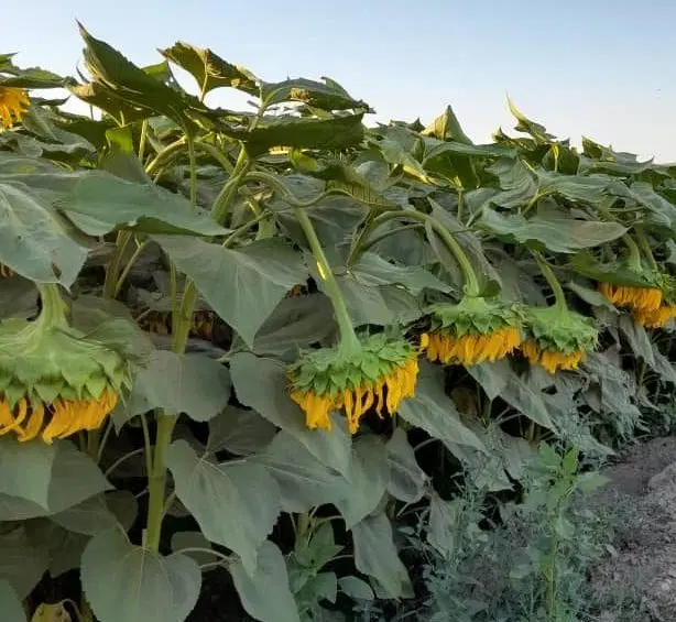 زمین مناسب برای باغ و کشاورزی با موقعیت خوب